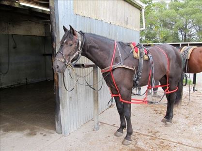 Domino goes to the the Race trainers at 2 years old.